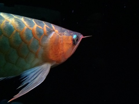 Asian Arowana