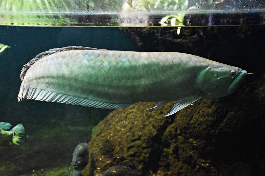 Asian arowana