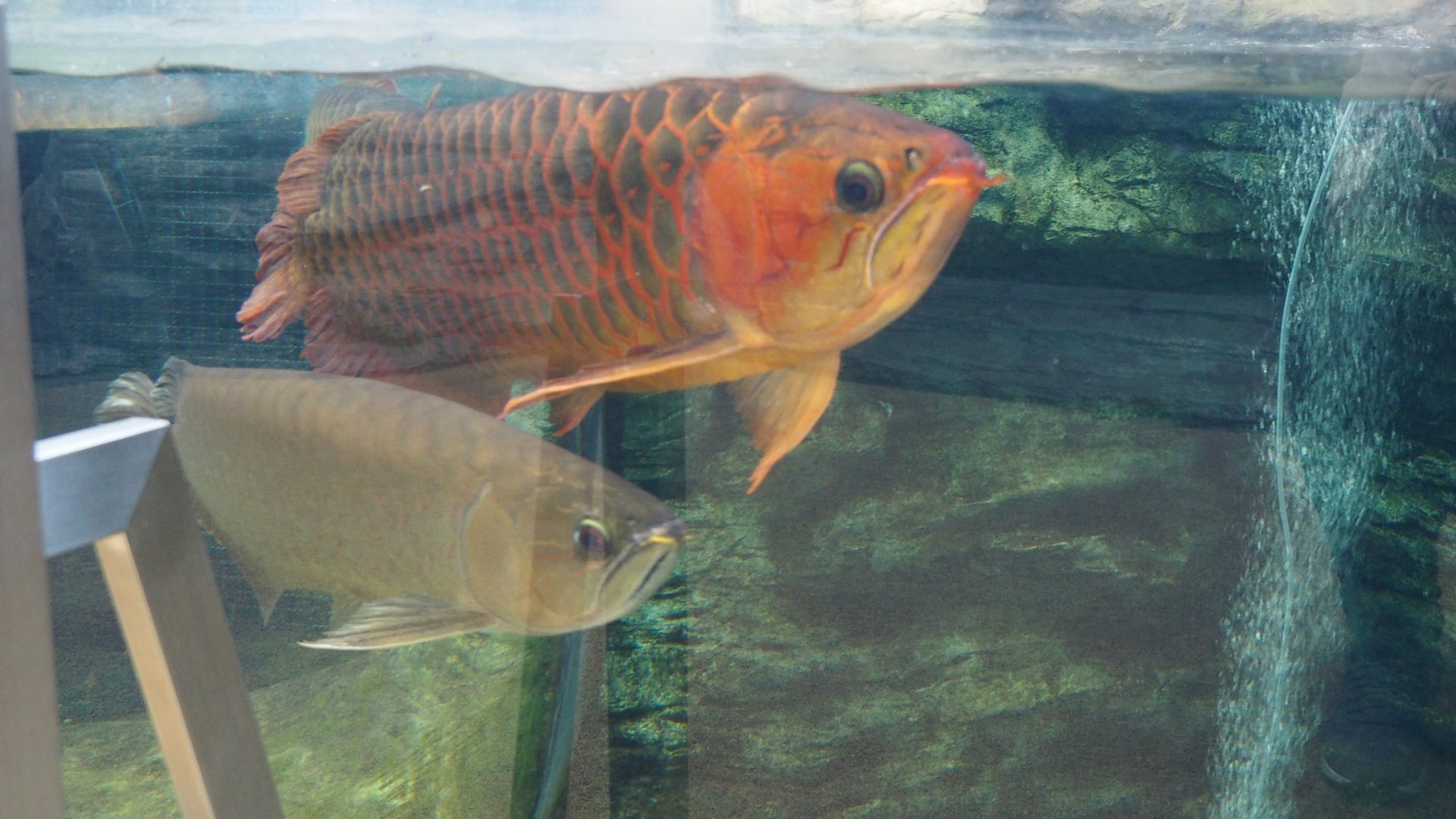 Asian Arowana