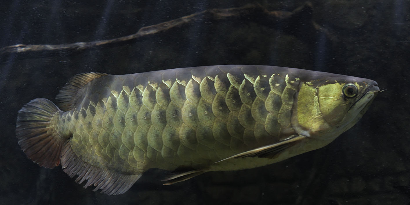 Asian arowana