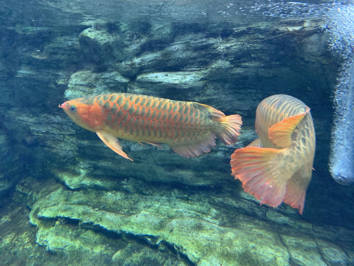 Asian Arowana