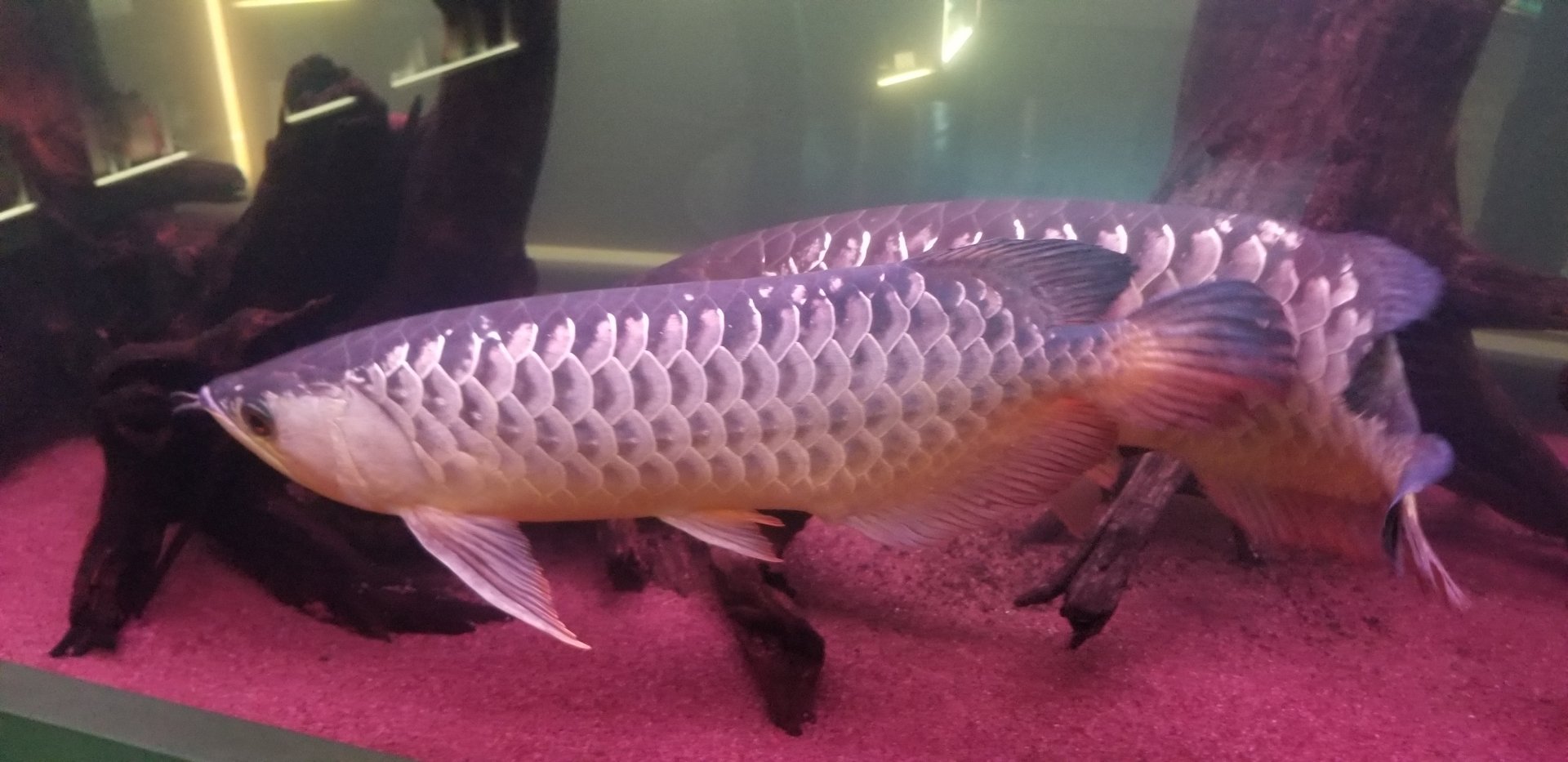 Asian Arowana