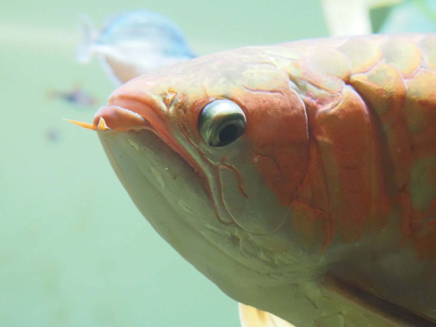 Asian Arowana