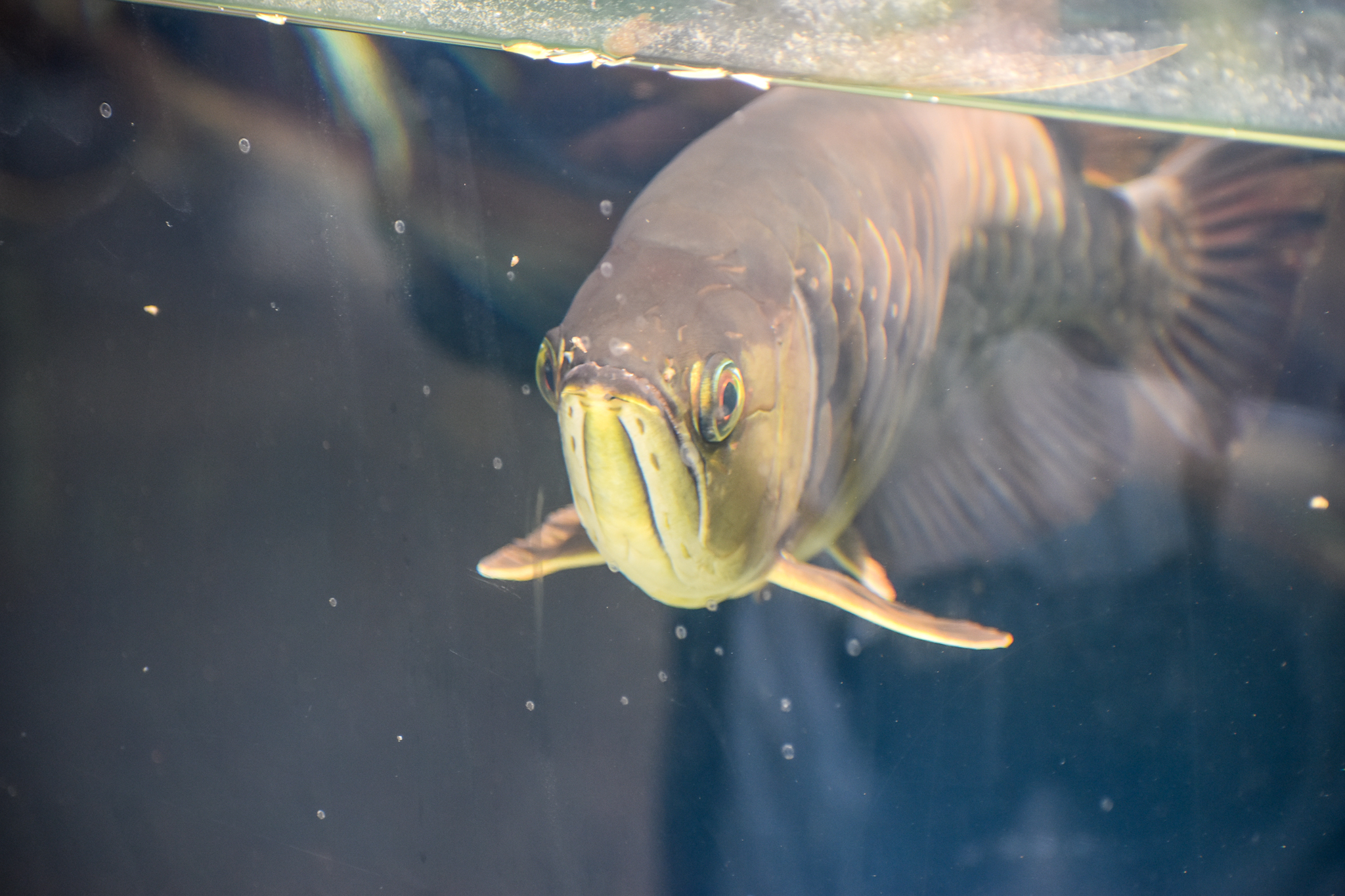 Asian Arowana