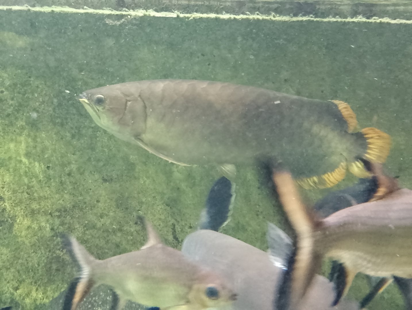 Asian arowana