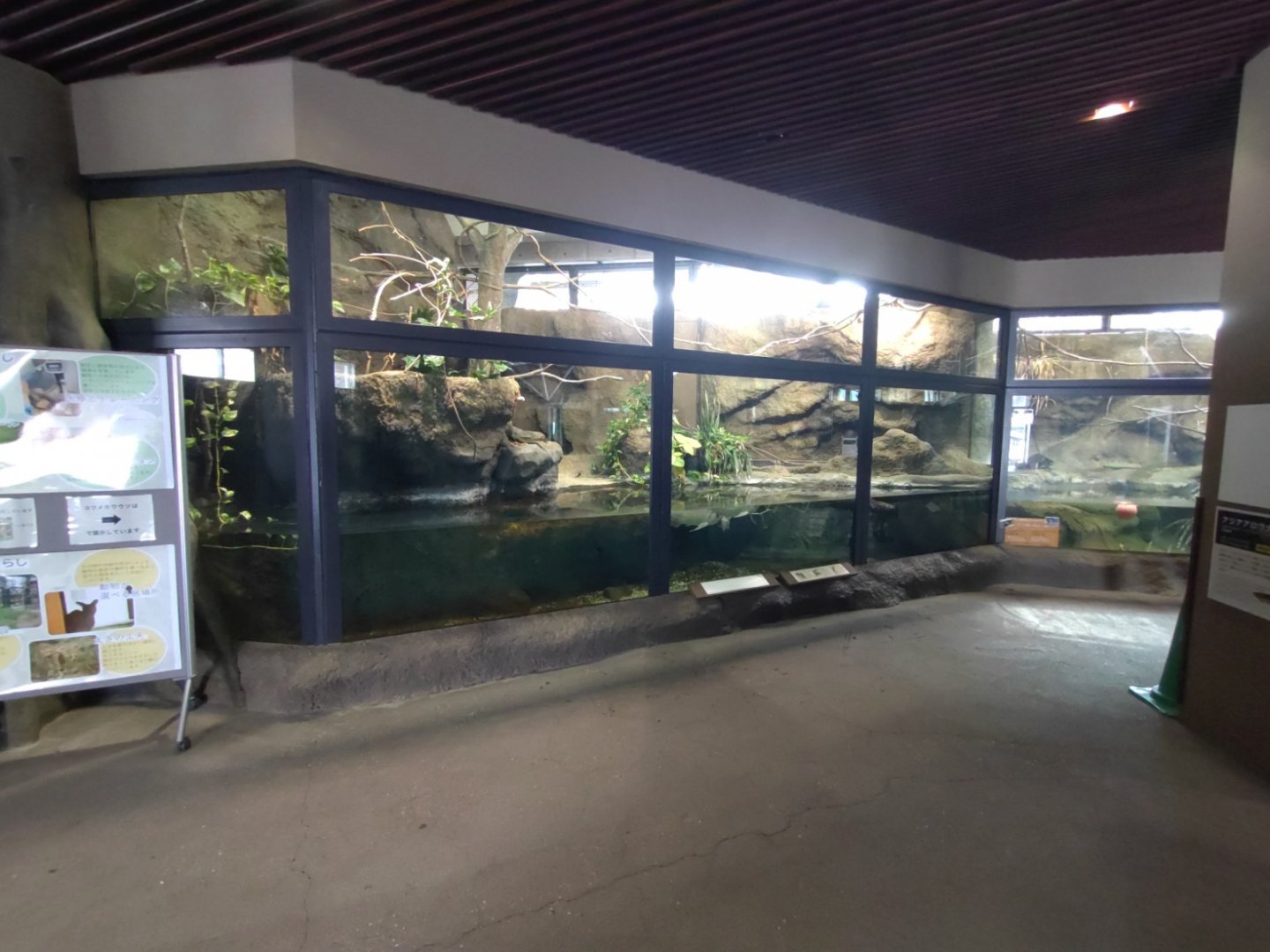 Asian arowanas exhibit at Maruyama Zoo