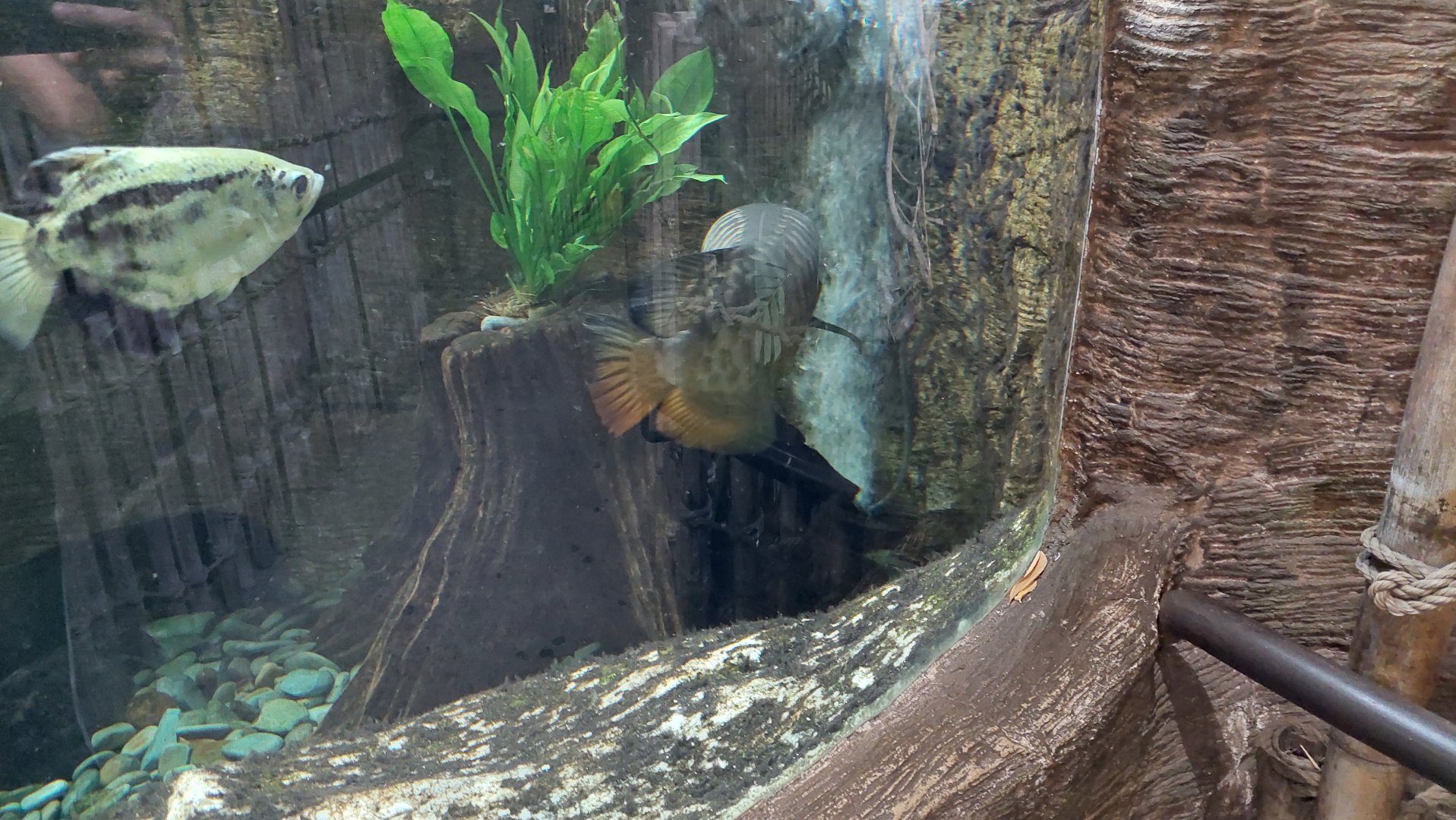 Asian Arowanna, Zebra Archerfish, and Australian lungfish tank