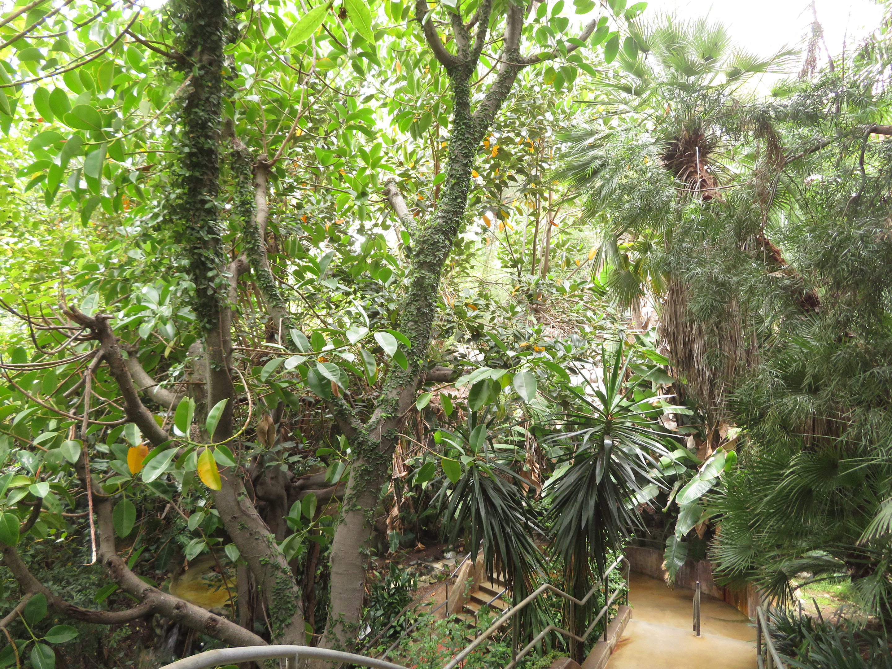 Asian/Australian Aviary