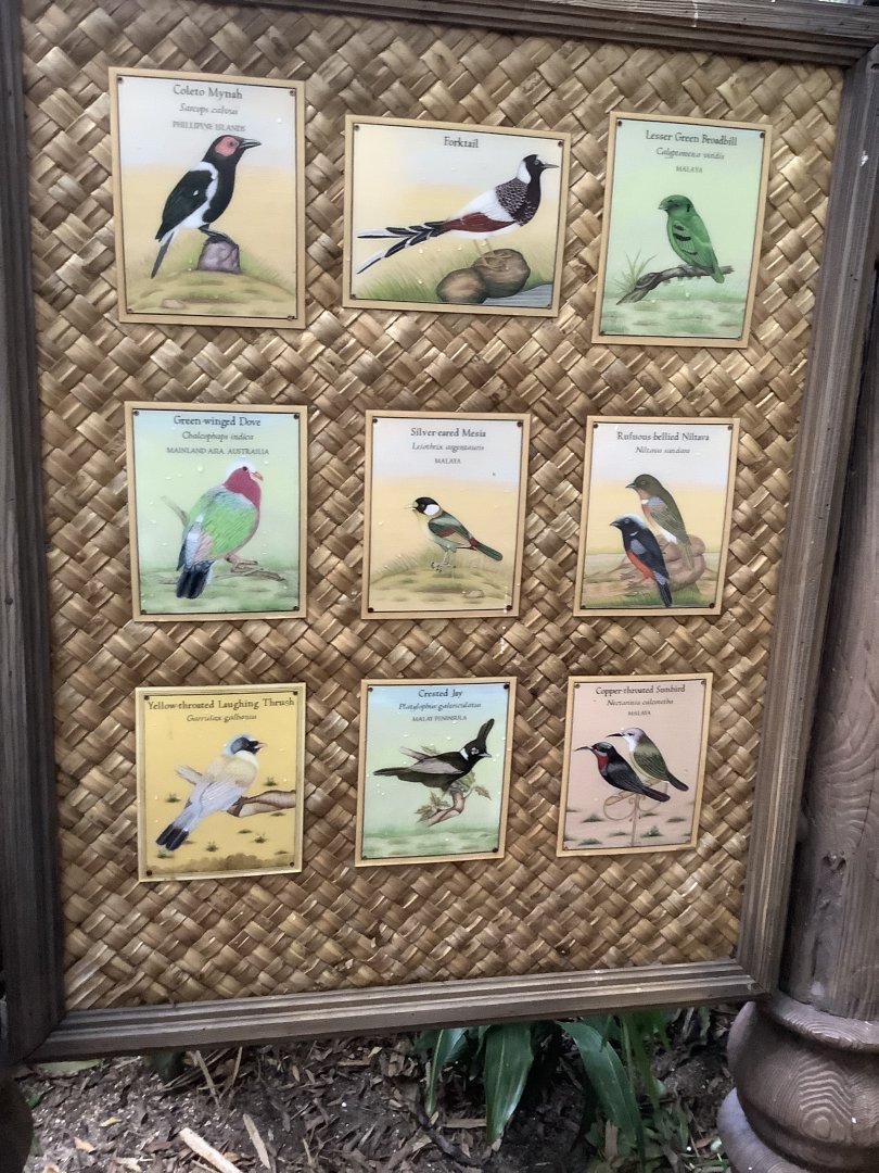 Asian Aviary Species Guide Part 1 3/18/24