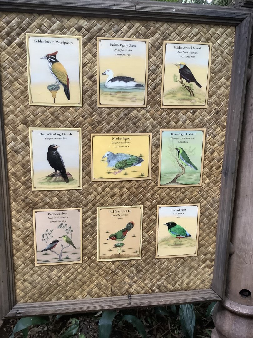 Asian Aviary Species Guide Part 2 3/18/24