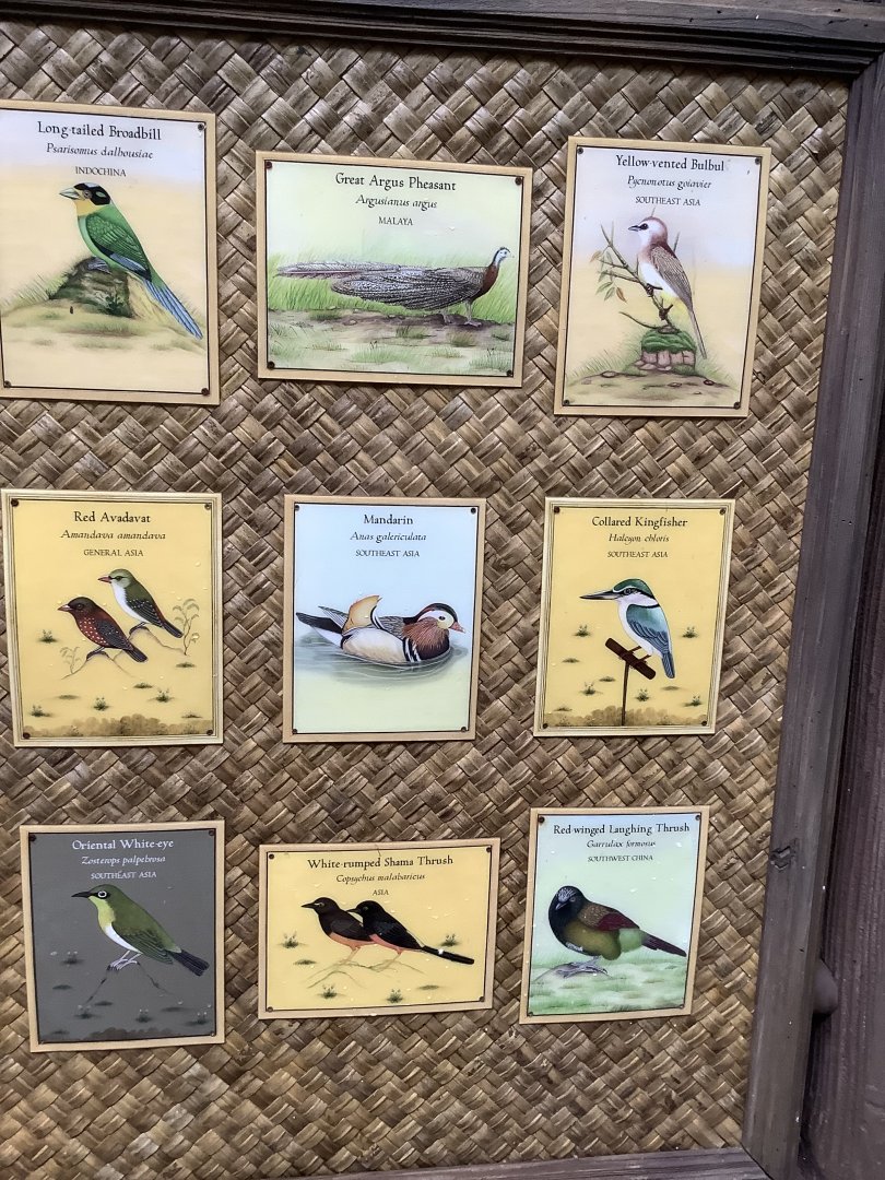 Asian Aviary Species Guide Part 3 3/18/24