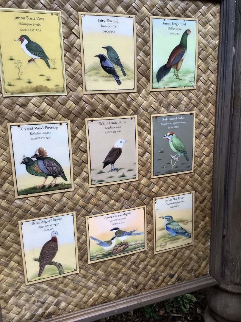 Asian Aviary Species Guide Part 4 3/18/24