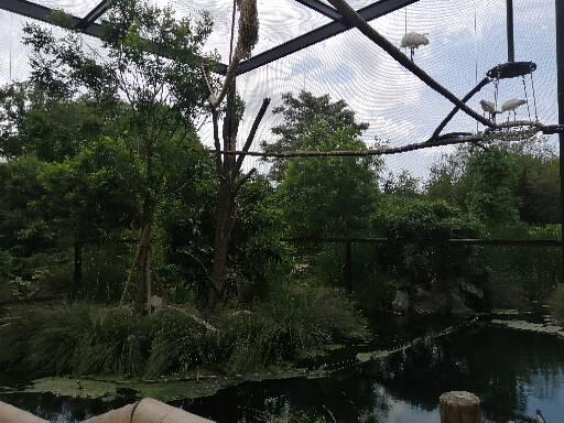 Asian aviary