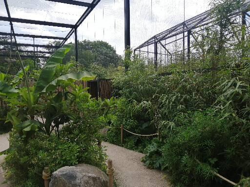 Asian aviary