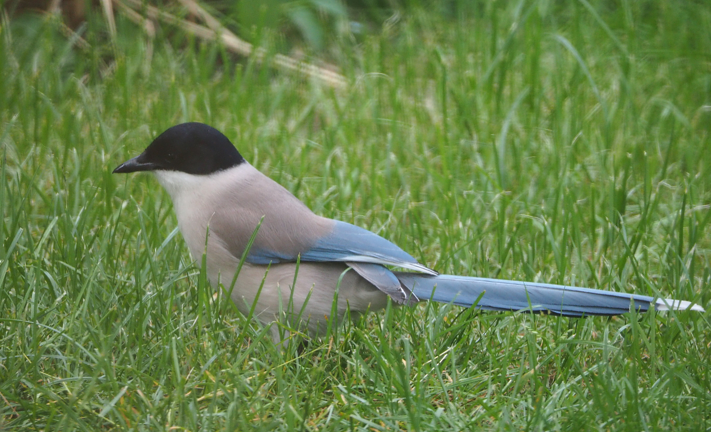 Asian Azure-winged magpie (Cyanopica cyanus), 2020-05-23