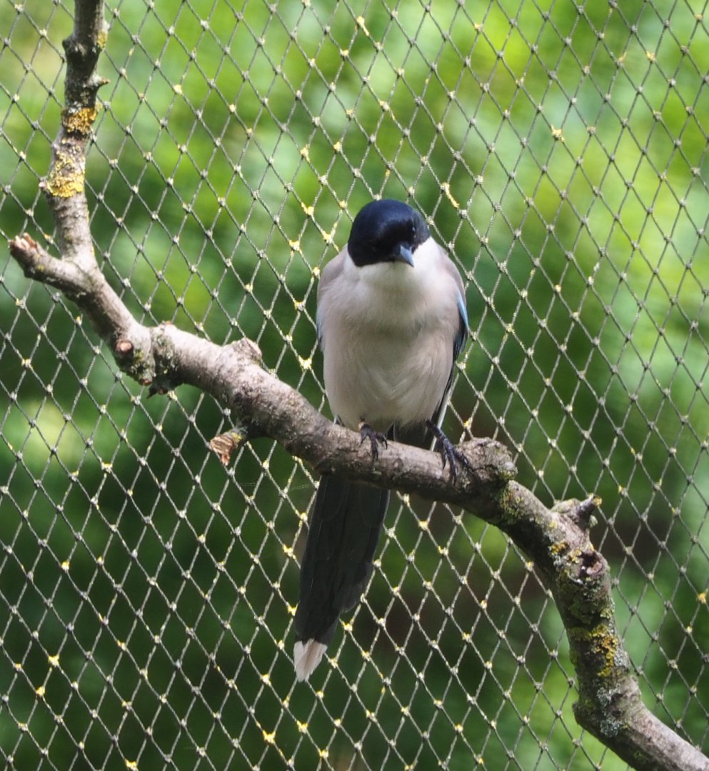 Asian Azure-winged magpie (Cyanopica cyanus), 2020-06-12