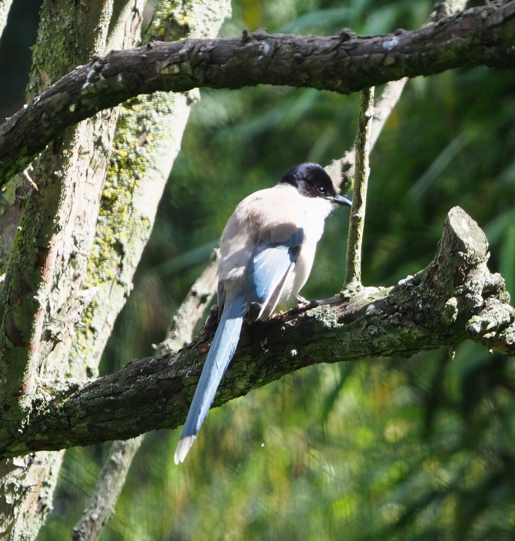 Asian Azure-winged magpie (Cyanopica cyanus), 2020-07-21