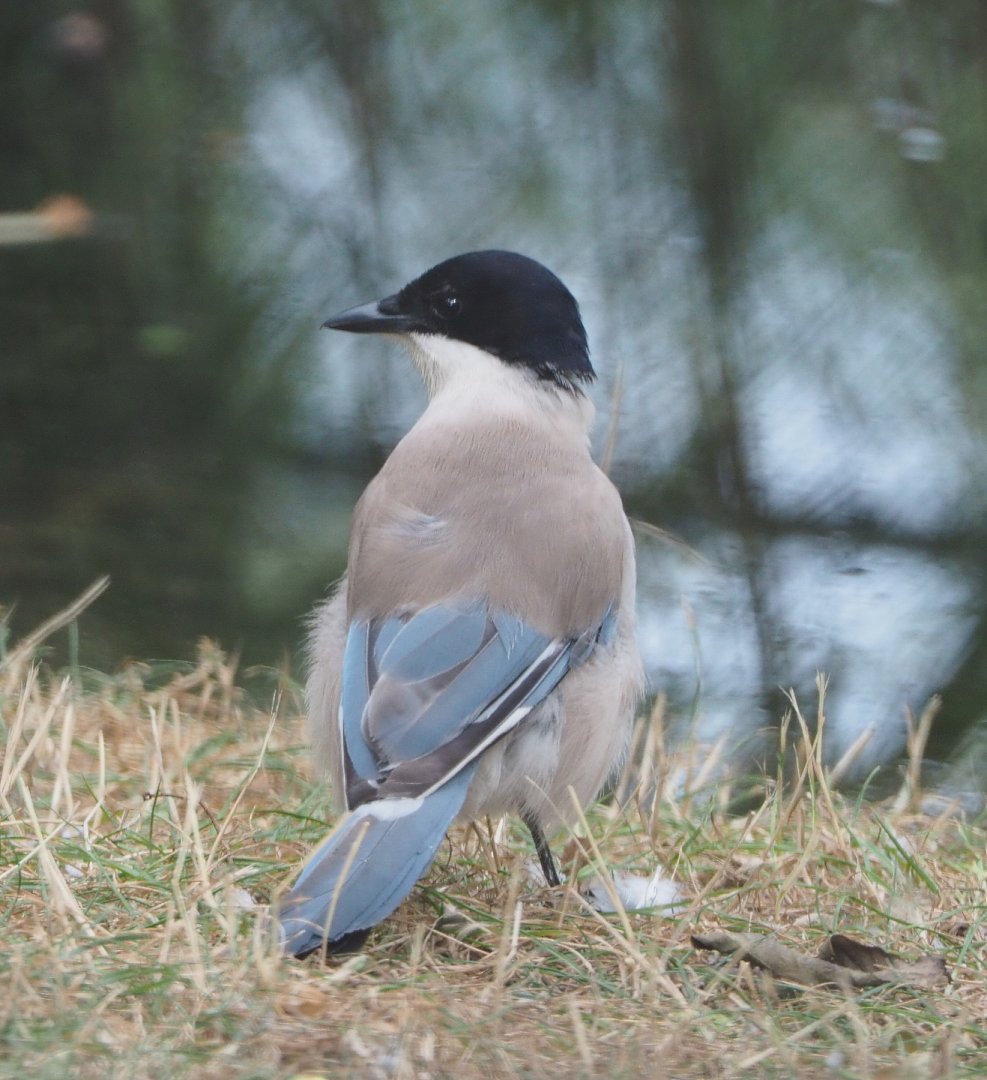 Asian Azure-winged magpie (Cyanopica cyanus), 2020-08-15