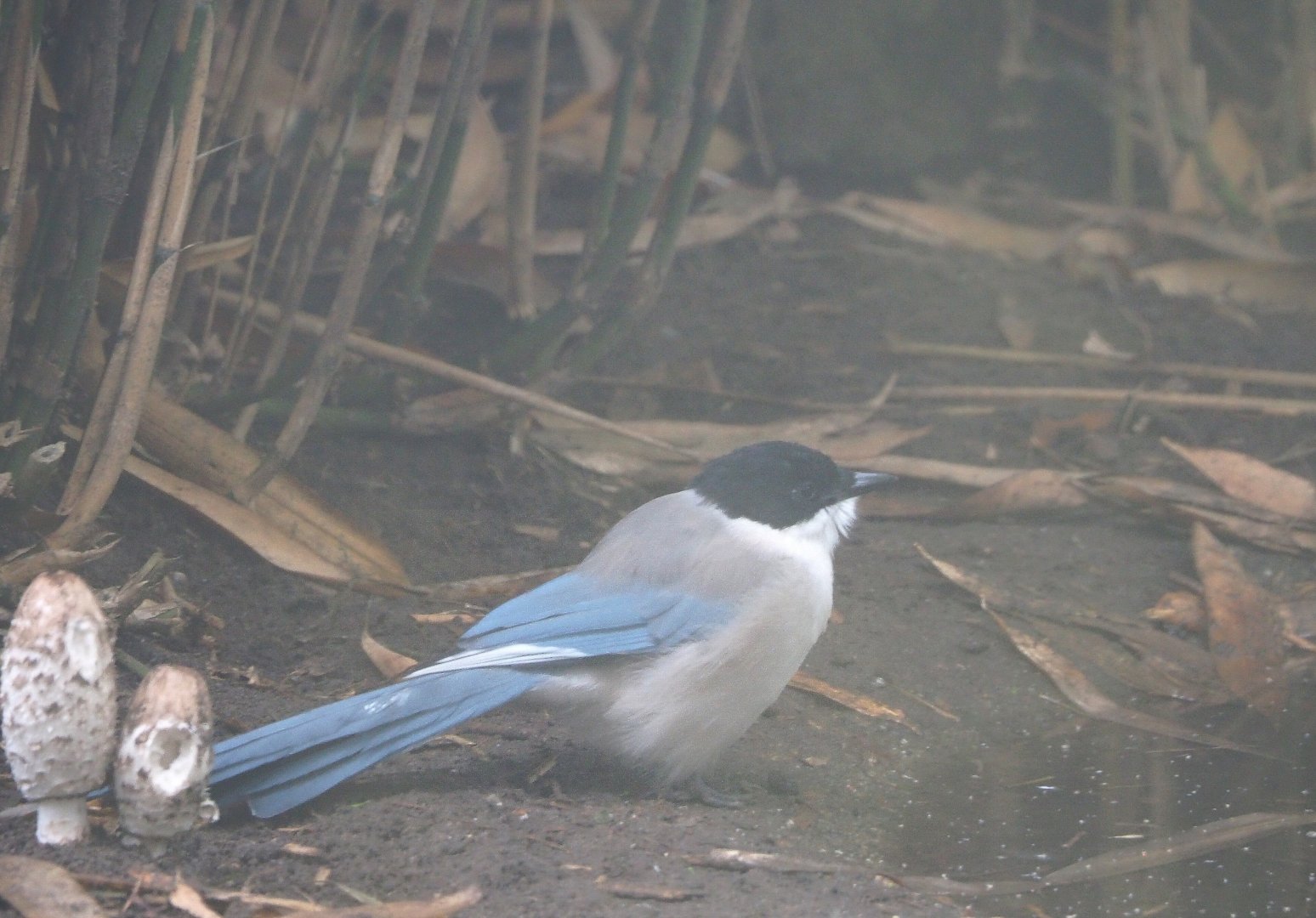 Asian azure-winged magpie (Cyanopica cyanus), 2021-10-10