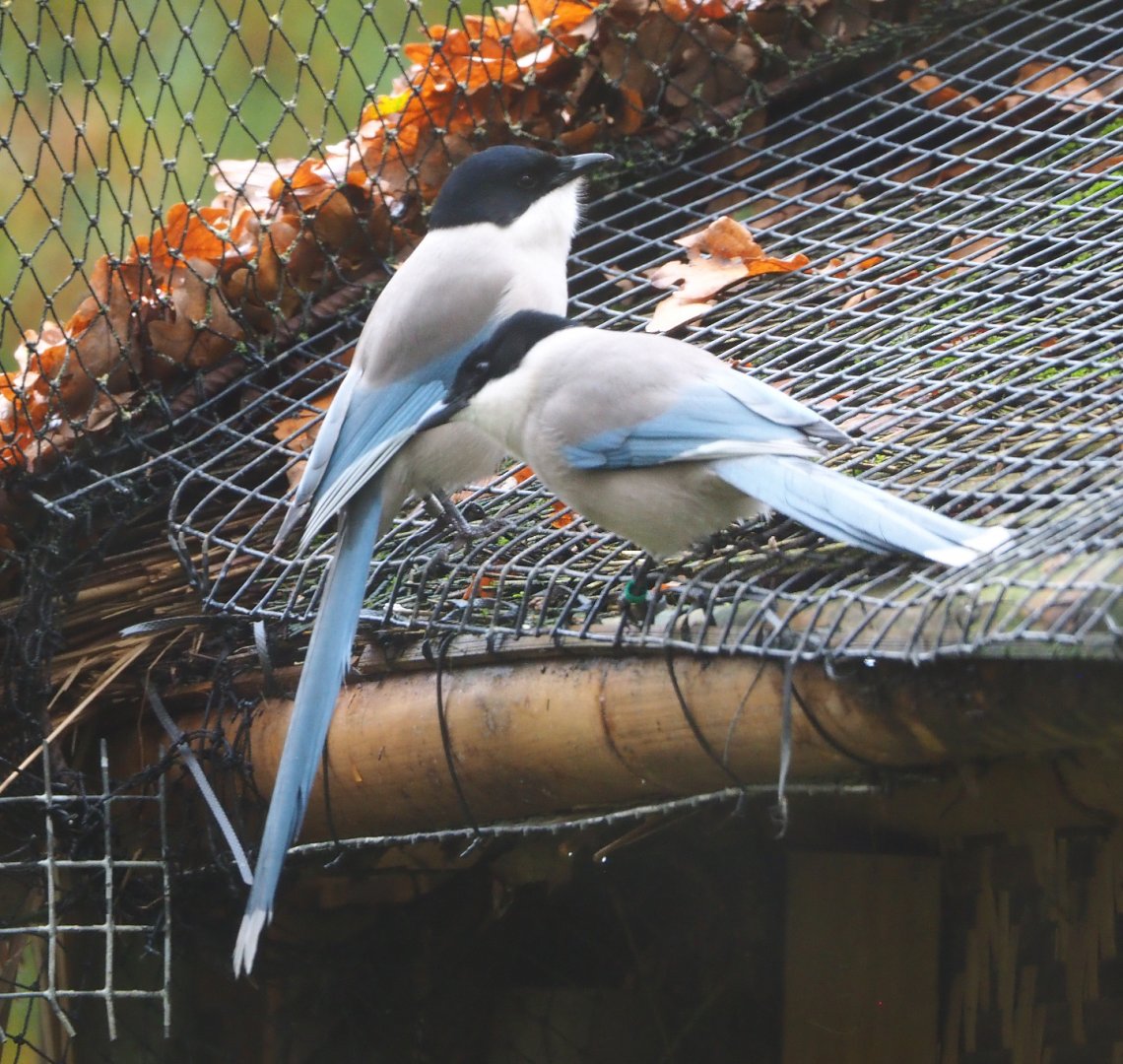 Asian azure-winged magpie (Cyanopica cyanus), 2021-11-06