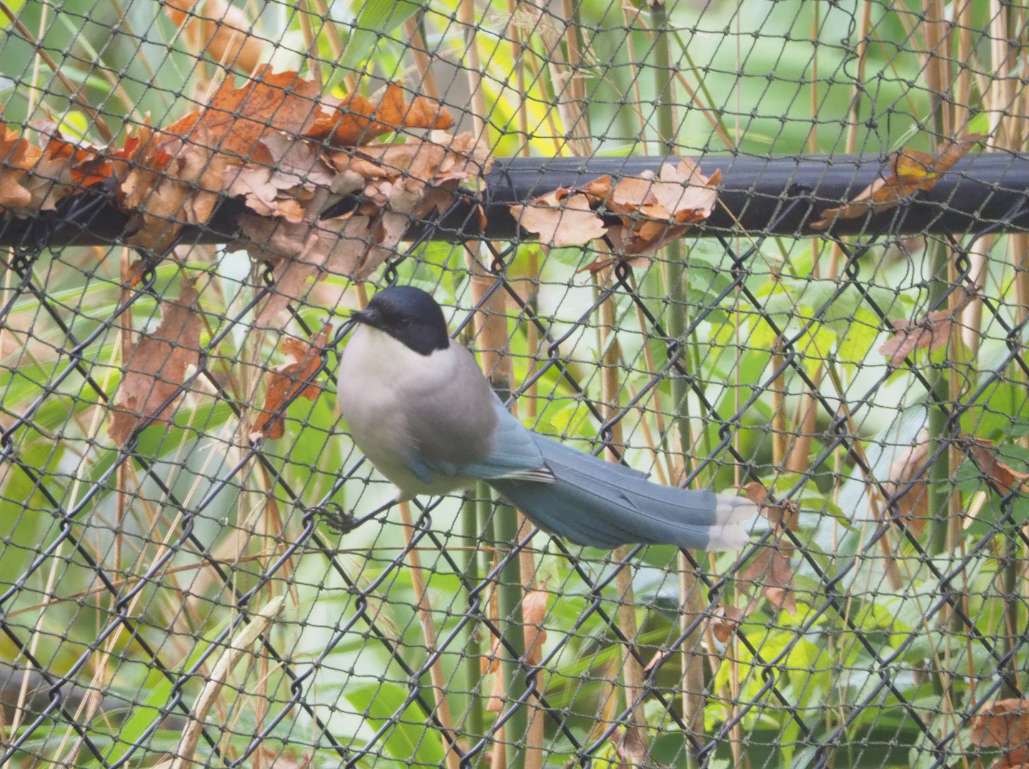 Asian Azure-winged magpie (Cyanopica cyanus), 2021-11-23