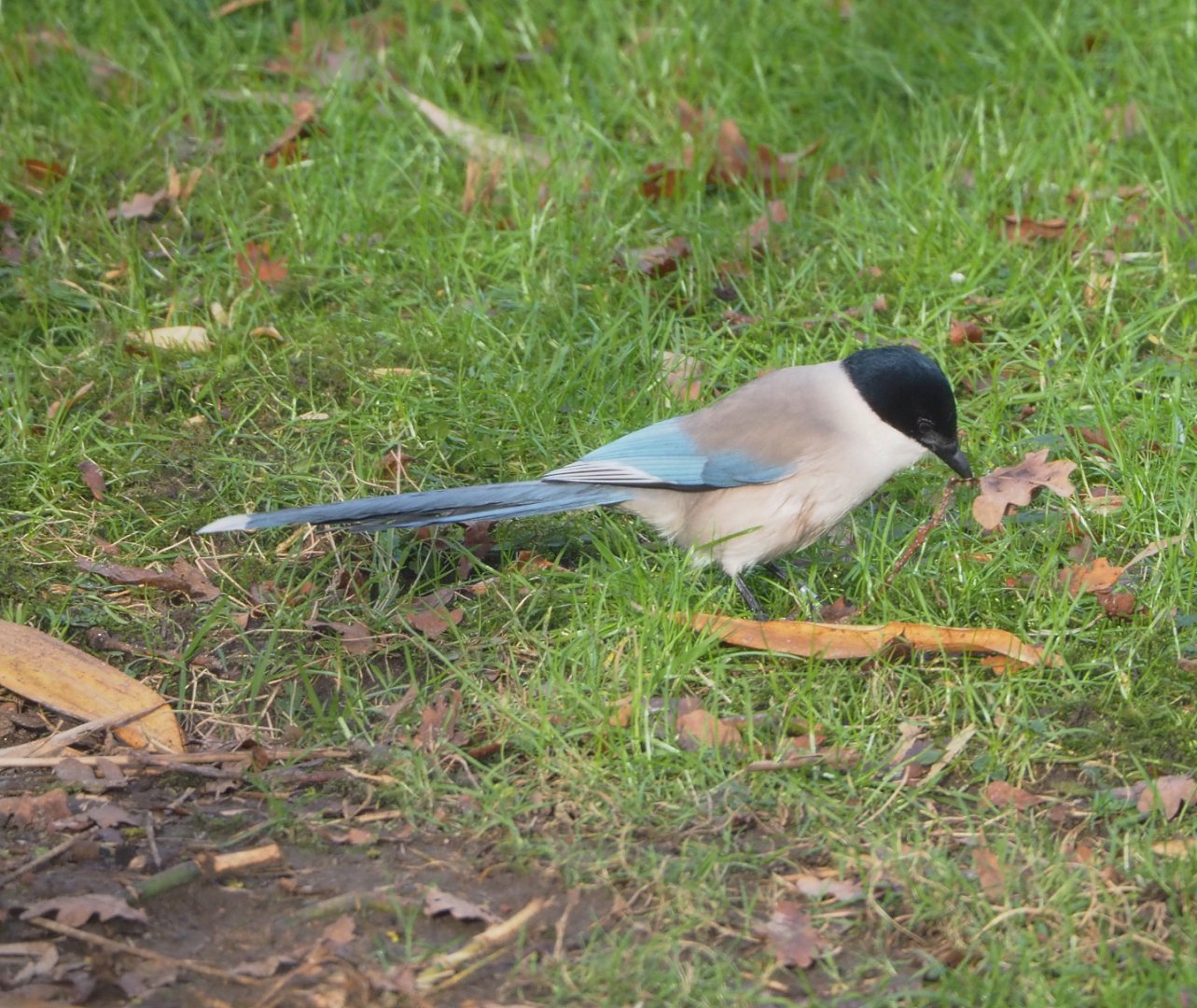 Asian Azure-winged magpie (Cyanopica cyanus), 2021-12-07
