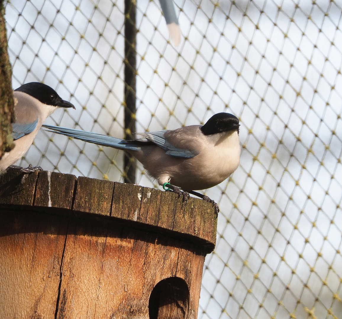 Asian azure-winged magpie (Cyanopica cyanus), 2022-04-12