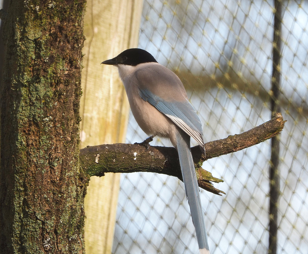 Asian azure-winged magpie (Cyanopica cyanus), 2022-04-12