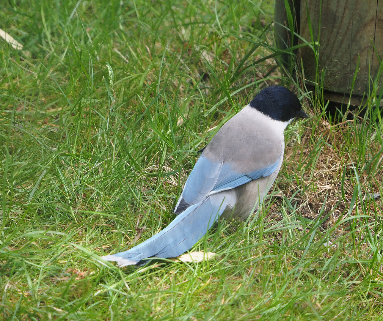 Asian azure-winged magpie (Cyanopica cyanus), 2022-05-28