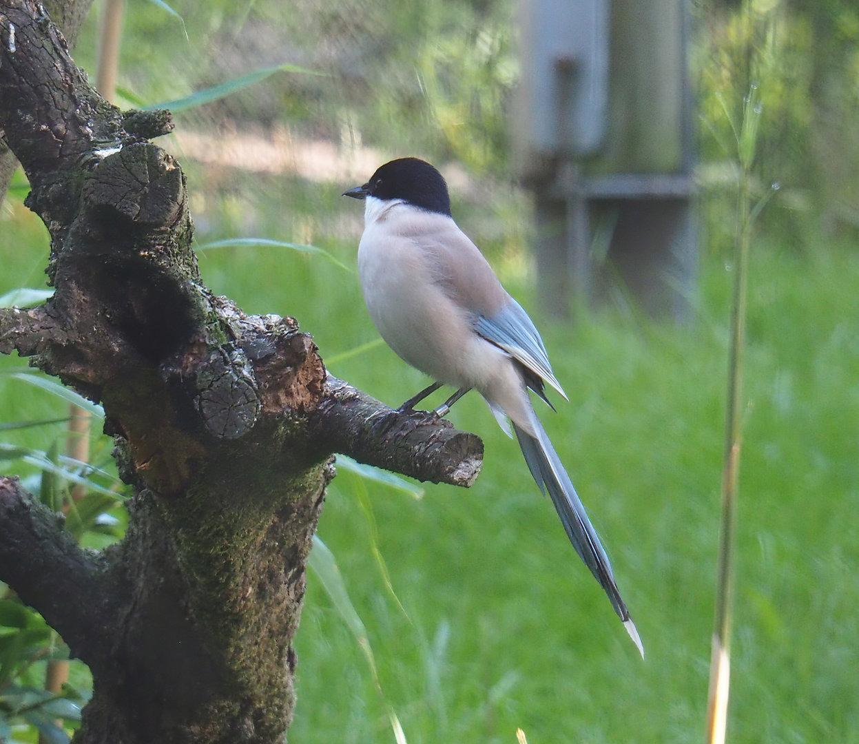 Asian azure-winged magpie (Cyanopica cyanus), 2022-07-03