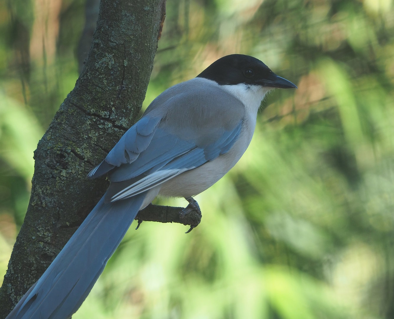 Asian azure-winged magpie (Cyanopica cyanus), 2022-08-07