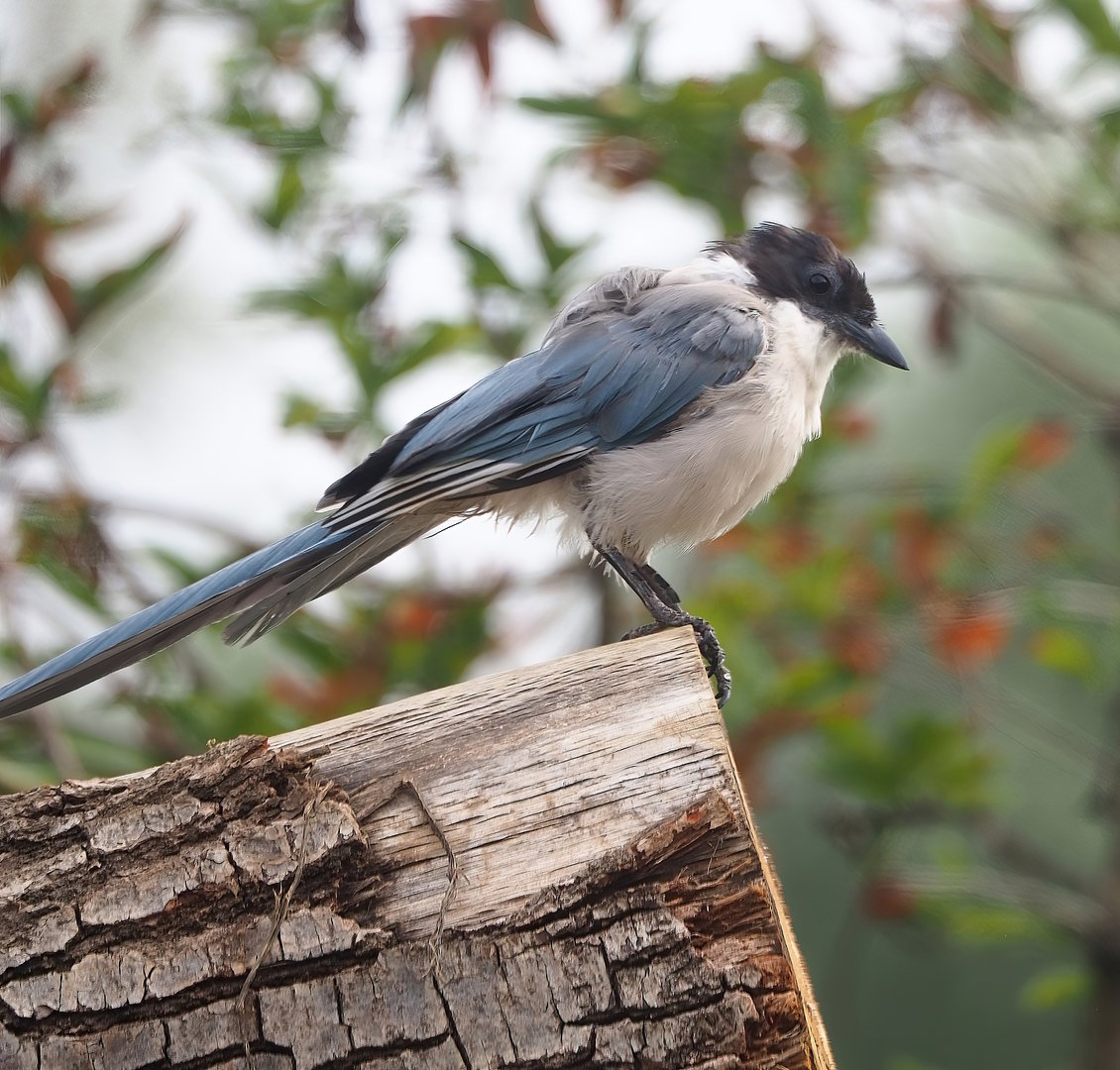 Asian azure-winged magpie (Cyanopica cyanus), 2022-08-20