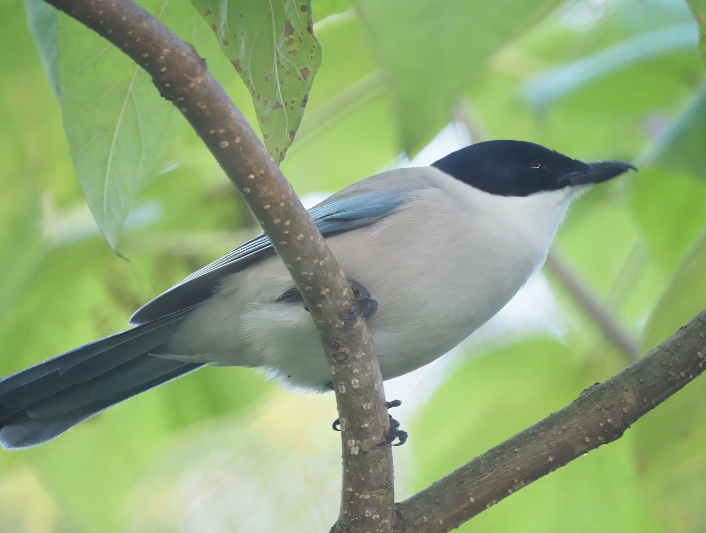 Asian azure-winged magpie (Cyanopica cyanus), 2022-10-19