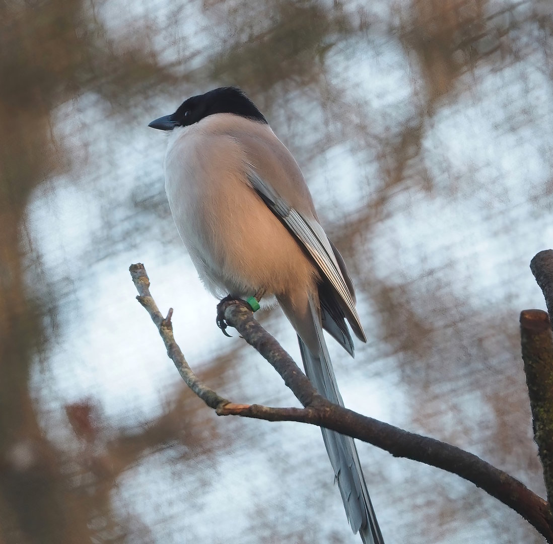 Asian azure-winged magpie (Cyanopica cyanus), 2022-12-27