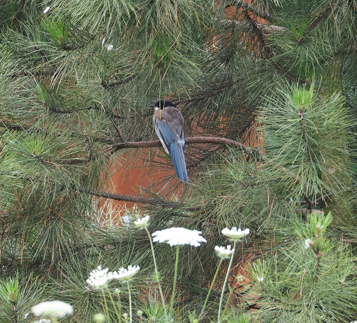 Asian azure-winged magpie (Cyanopica cyanus), 2023-07-18