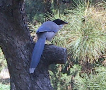 Asian Azure-winged Magpie (Cyanopica cyanus)