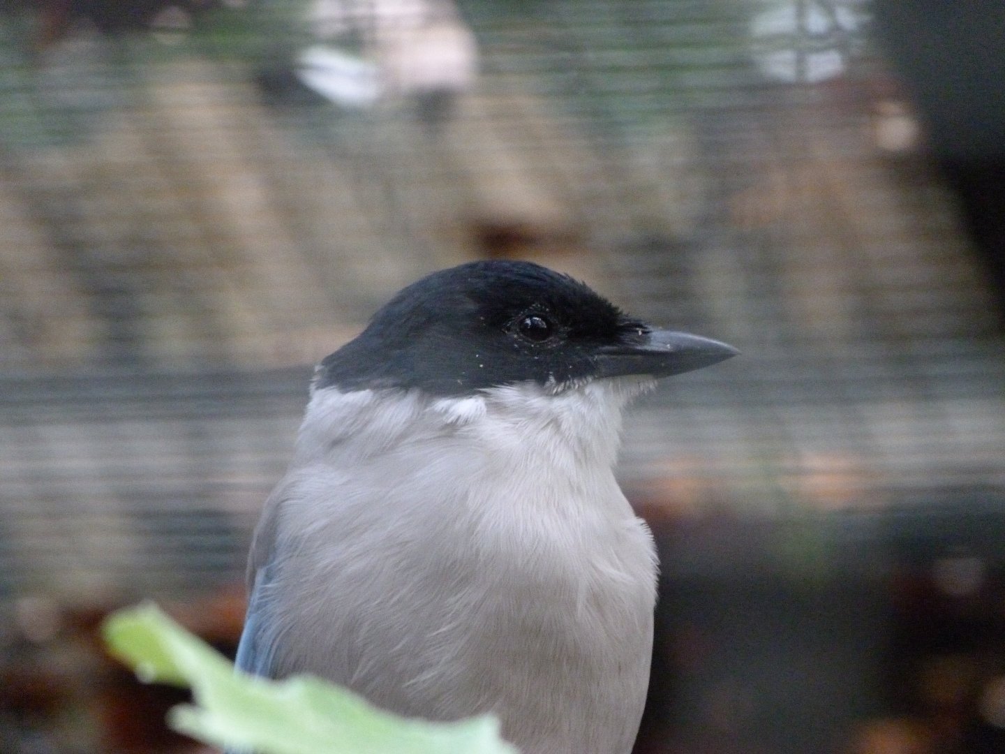 Asian azure-winged magpie -Tierpark Berlin (2024)