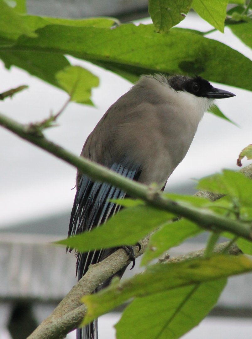 Asian azure-winged magpie
