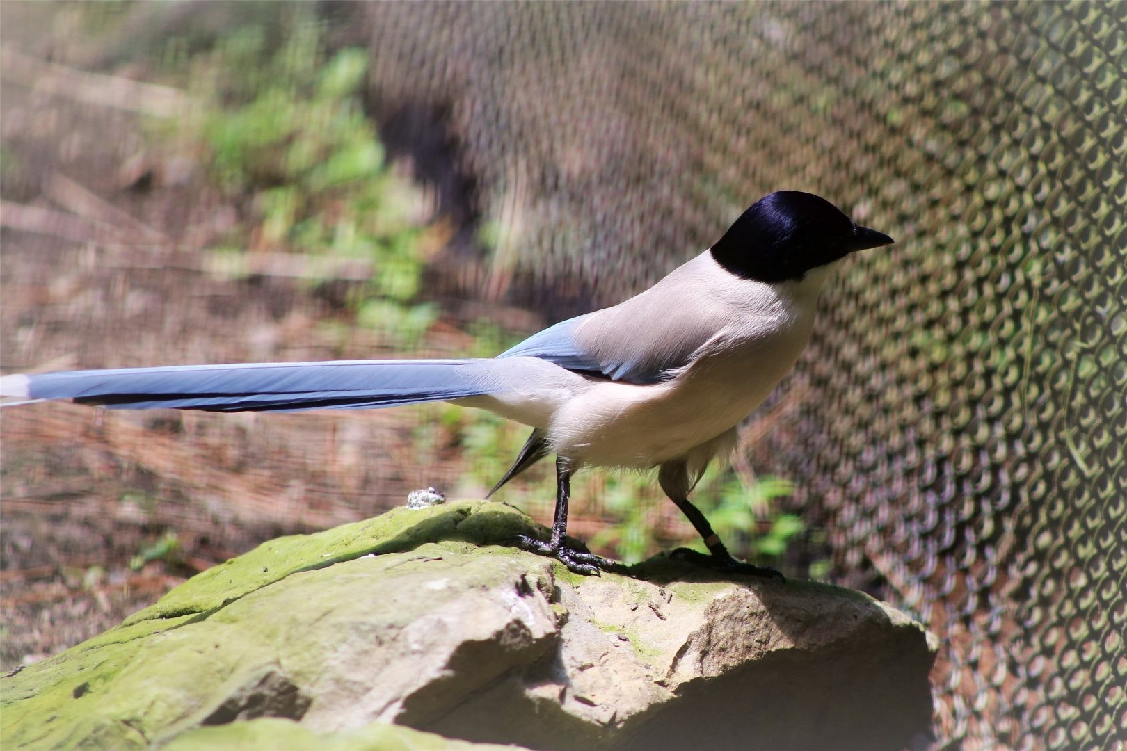 Asian Azure-winged Magpie