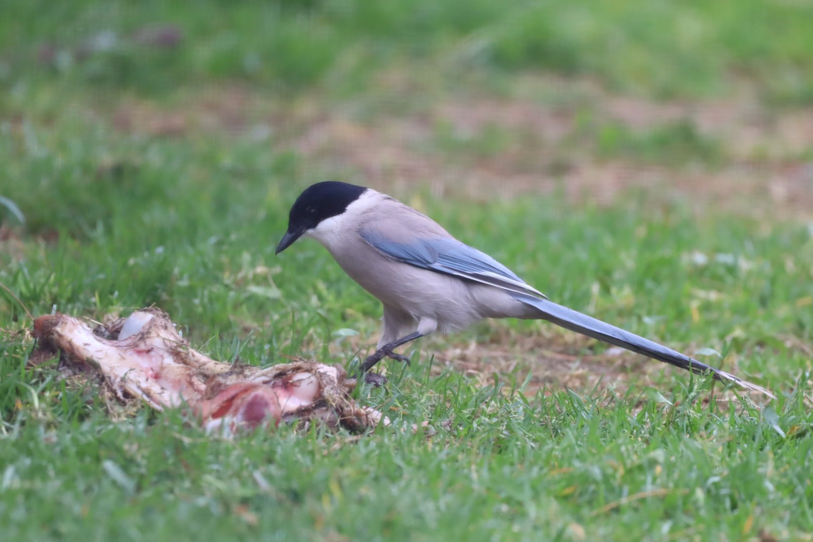 Asian Azure-Winged Magpie