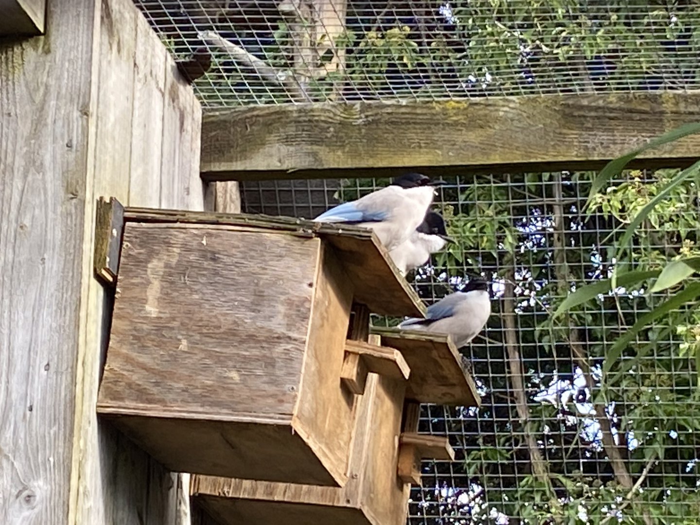 Asian azure-winged magpies 241023