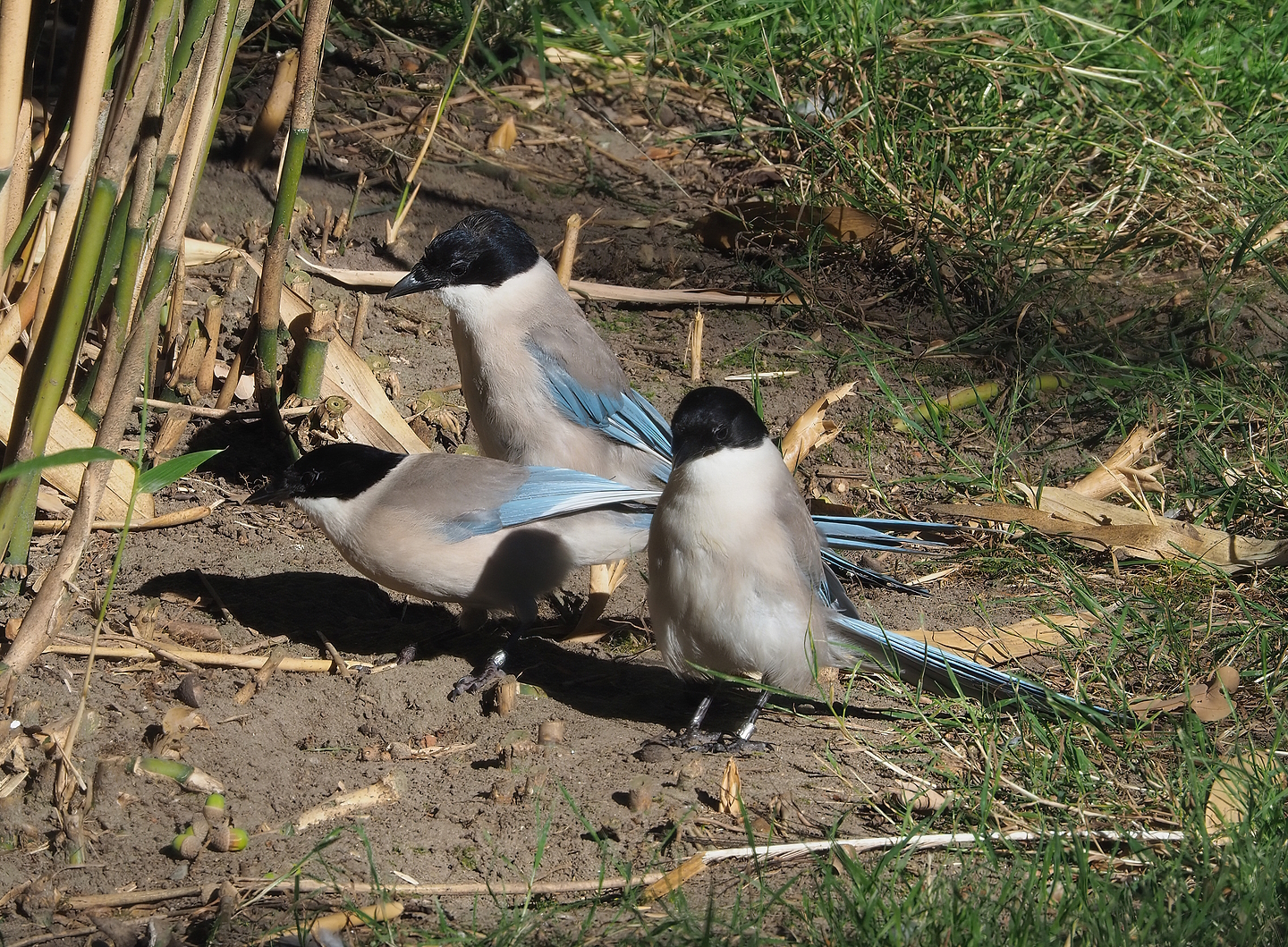 Asian azure-winged magpies (Cyanopica cyanus), 2022-08-07