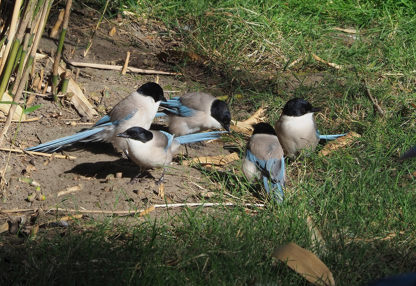 Asian azure-winged magpies (Cyanopica cyanus), 2022-08-07