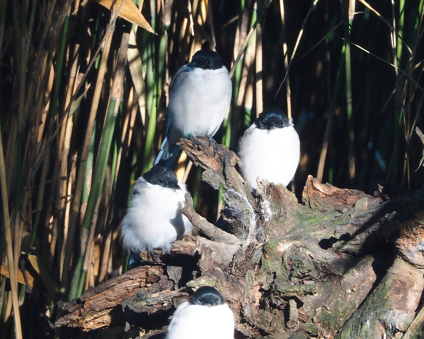 Asian azure-winged magpies (Cyanopica cyanus), 2022-09-12