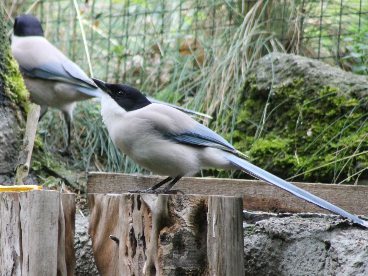 Asian azure-winged magpies