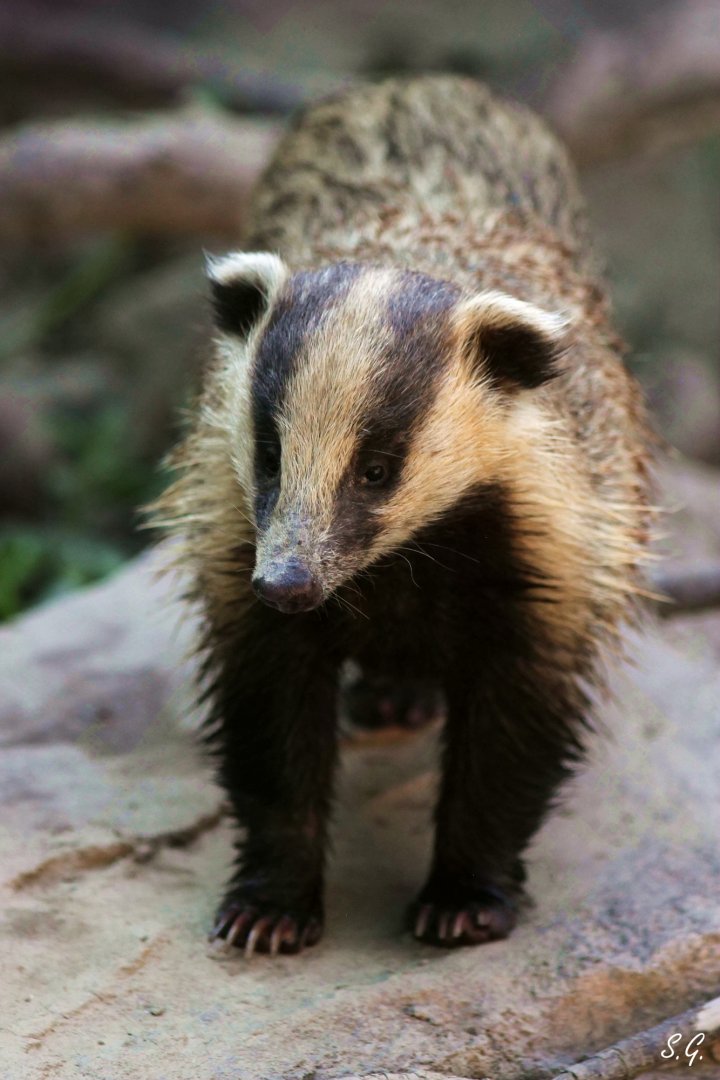 Asian badger after bathing