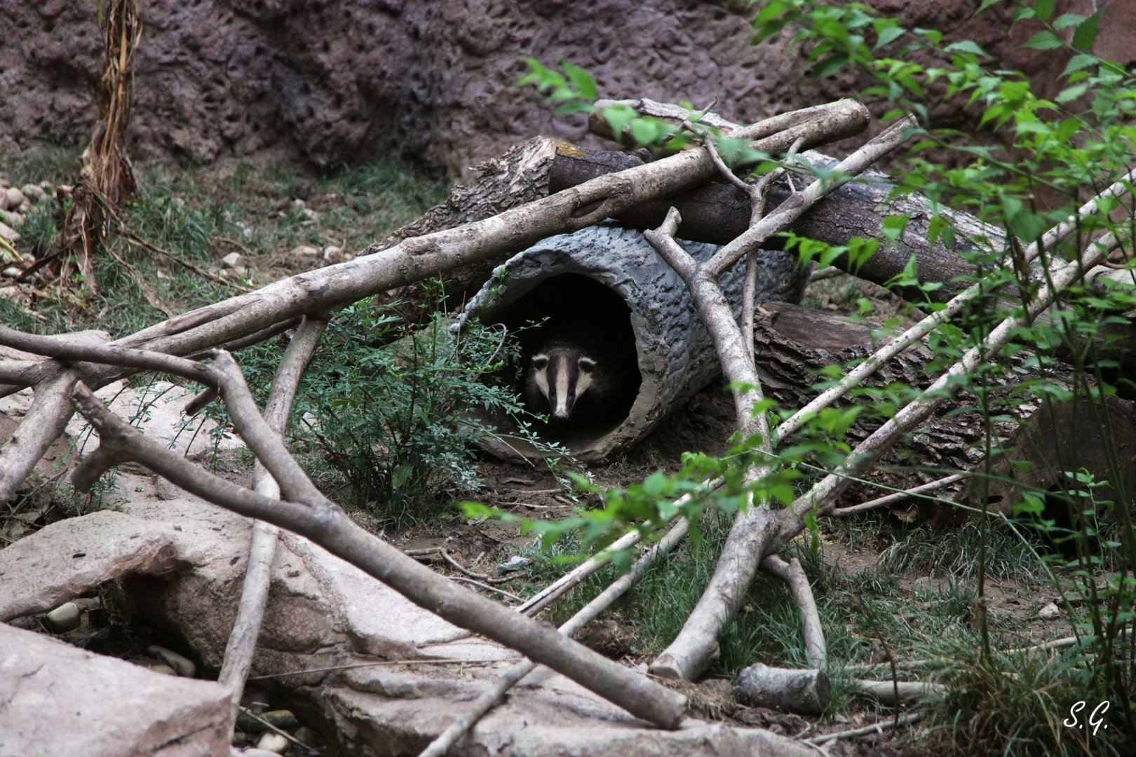 Asian badger exhibit