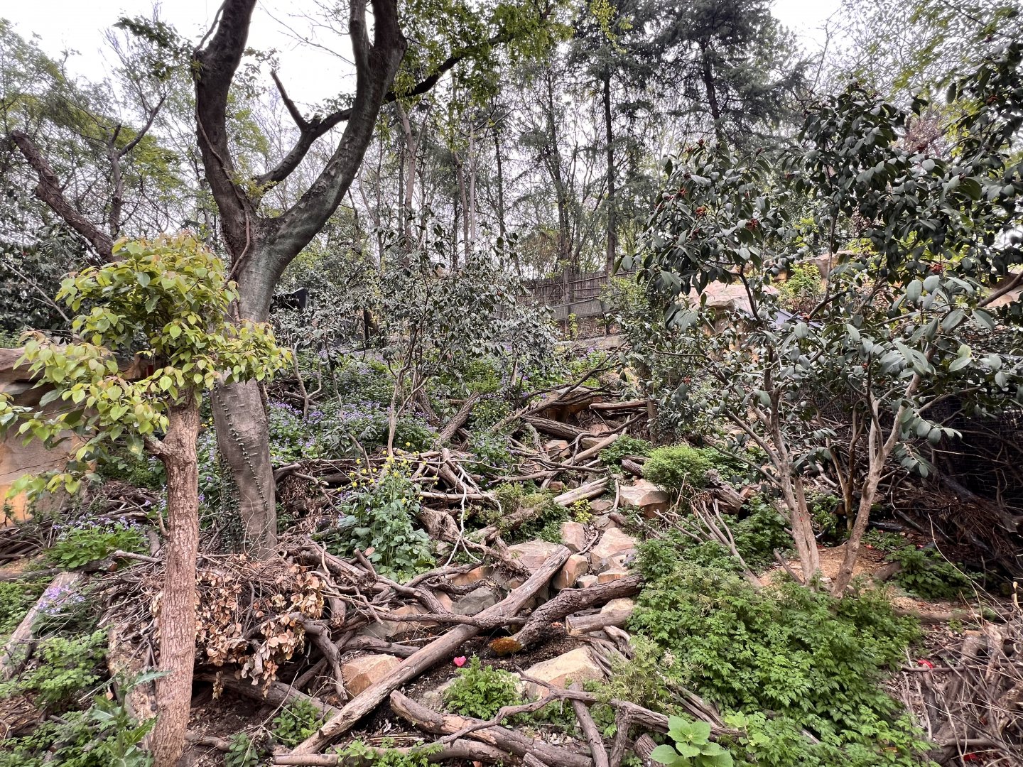 Asian Badger Exhibit