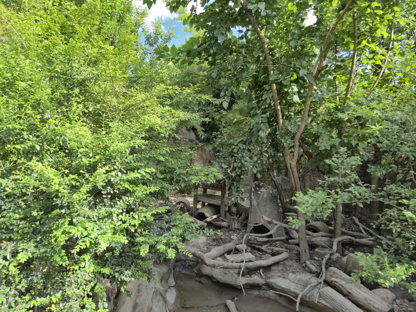 Asian Badger Exhibit