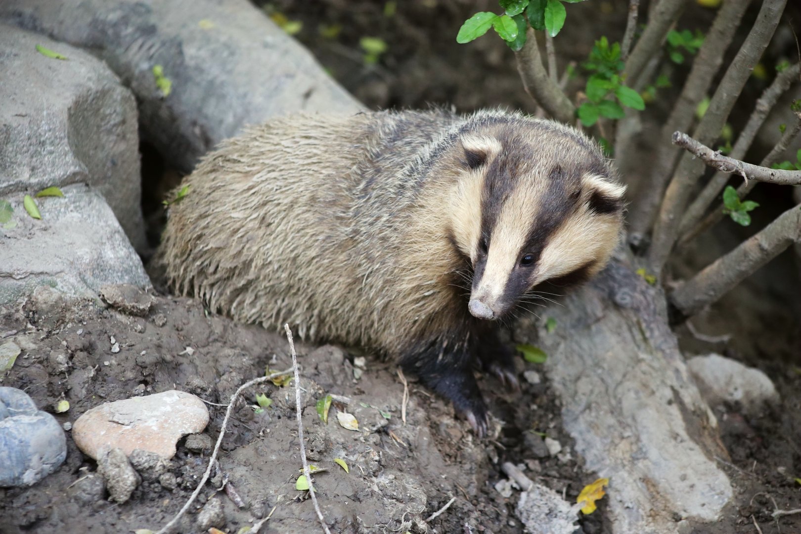 Asian Badger (Meles leucurus), Emerging from the Den